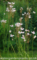 Butomus_umbellatus_Flowering_Rush_Schneeweibschen_White_Form
