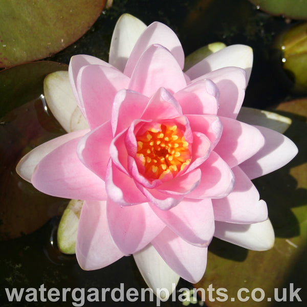 Nymphaea 'Madame Wilfron Gonnère'