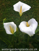 Zantedeschia aethiopica - Arum Lily, Calla Lily