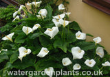 Zantedeschia aethiopica - Arum Lily, Calla Lily