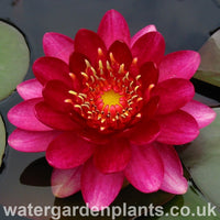Waterlily Nymphaea 'Perry's Baby Red' 