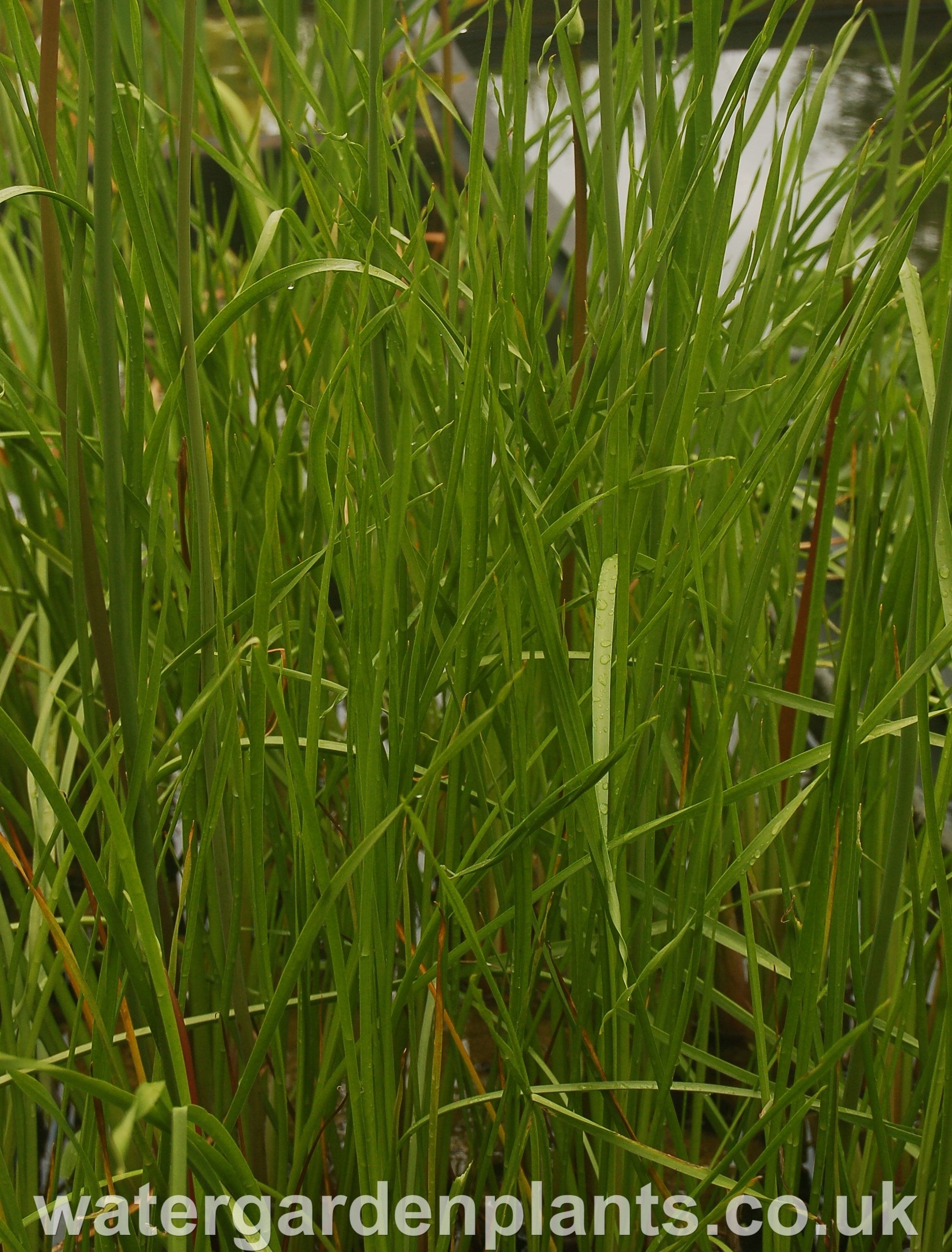 Butomus umbellatus White Form ('Schneeweisschen')- Water Garden Plants
