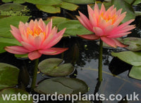 Waterlily Nymphaea 'Colorado'