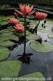 Waterlily Nymphaea 'Colorado'