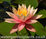 Waterlily Nymphaea 'Colorado'