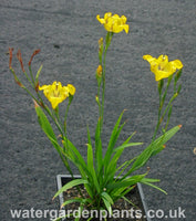 Cypella aquatilis Water Orchid or Water Tulip 2