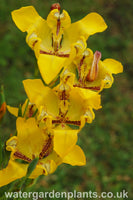 Cypella aquatilis Water Orchid or Water Tulip 3