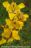 Cypella aquatilis Water Orchid or Water Tulip 3