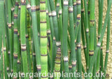 Equisetum_hyemale_Water_Horsetail_or_Rough_Horsetail