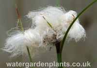 Eriophorum_angustifolium_Common_Cottongrass