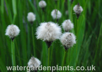 Eriophorum_vaginatum_Tufted_Cottongrass_or_Harestail_Cottongrass