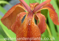 Iris_fulva_American Copper_Iris