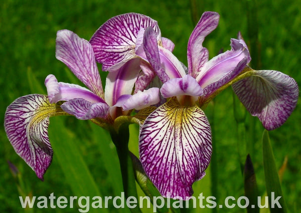 Iris_versicolor_Rowden_Cadenza