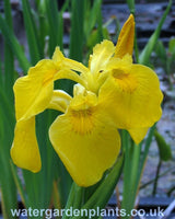 Iris pseudacorus 'Golden Queen'