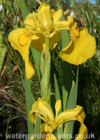Iris pseudacorus - Yellow Flag Iris with Bumblebee
