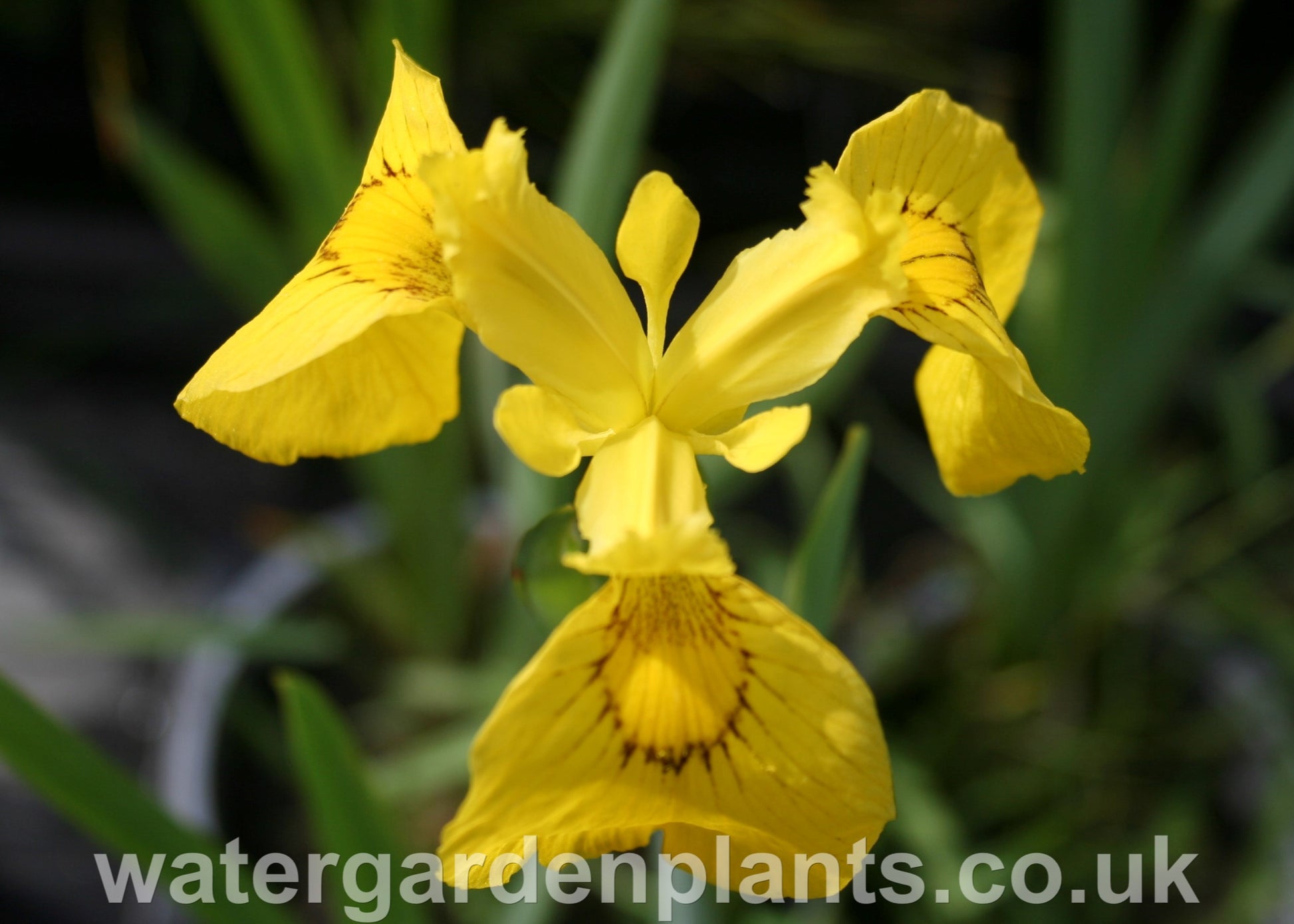 Iris pseudacorus - Yellow Flag Iris