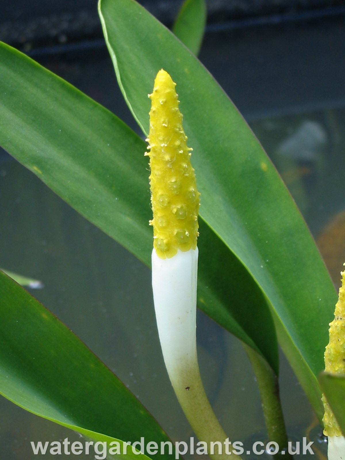 Orontium aquaticum - Golden Club
