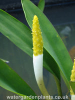 Orontium aquaticum - Golden Club