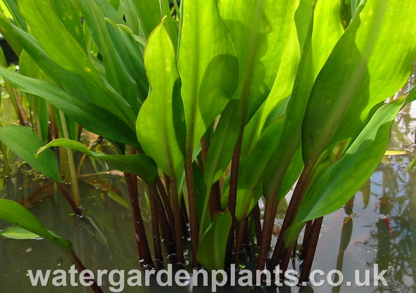 Orontium aquaticum red stem