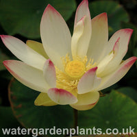 Lotus_Nelumbo_Pink_n_Yellow