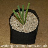 Medium Planting Bag (25cm x 25cm x 20cm)