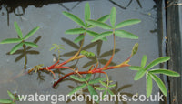 Potentilla palustris Marsh Cinquefoil or Bog Strawberry.