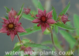 Potentilla palustris Marsh Cinquefoil or Bog Strawberry.