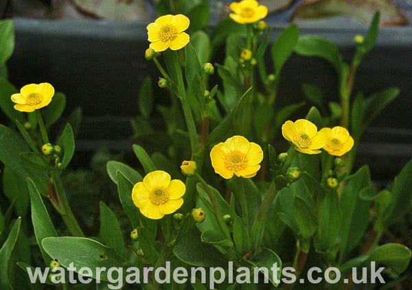 Ranunculus flammula subsp. minimus - Dwarf Lesser Spearwort