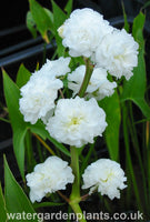 Sagittaria sagittifolia var. leucopetala 'Flore Pleno' - Double-Flowered Arrowhead, Double-Flowered Swamp Potato