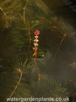 Myriophyllum spicatum Spiked Water Milfoil