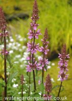 Stachys palustris - Marsh Woundwort