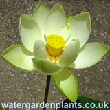 Lotus_Nelumbo_Perrys_Giant_Sunburst