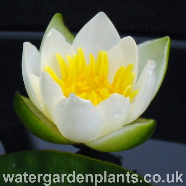 Waterlily Nymphaea tetragona (Nymphaea pygmaea 'Alba') - Pygmy Waterlily, Chinese Waterlily