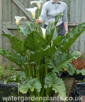 Zantedeschia 'White Giant' - Giant Arum Lily, Giant Calla Lily