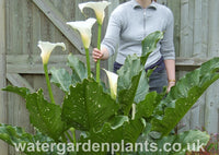 Zantedeschia 'White Giant' - Giant Arum Lily, Giant Calla Lily