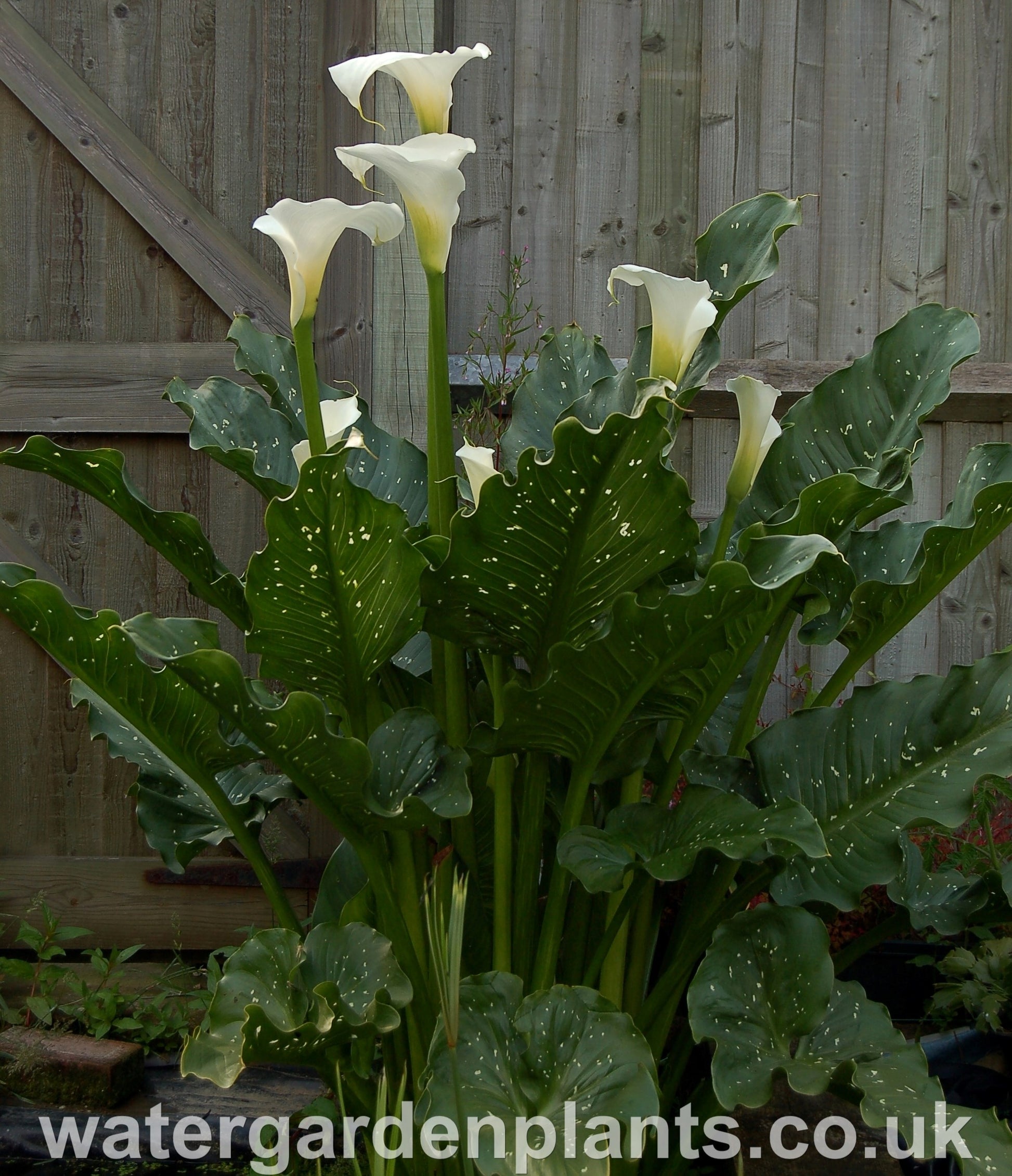big white lily plant Zantedeschia 'White Giant'