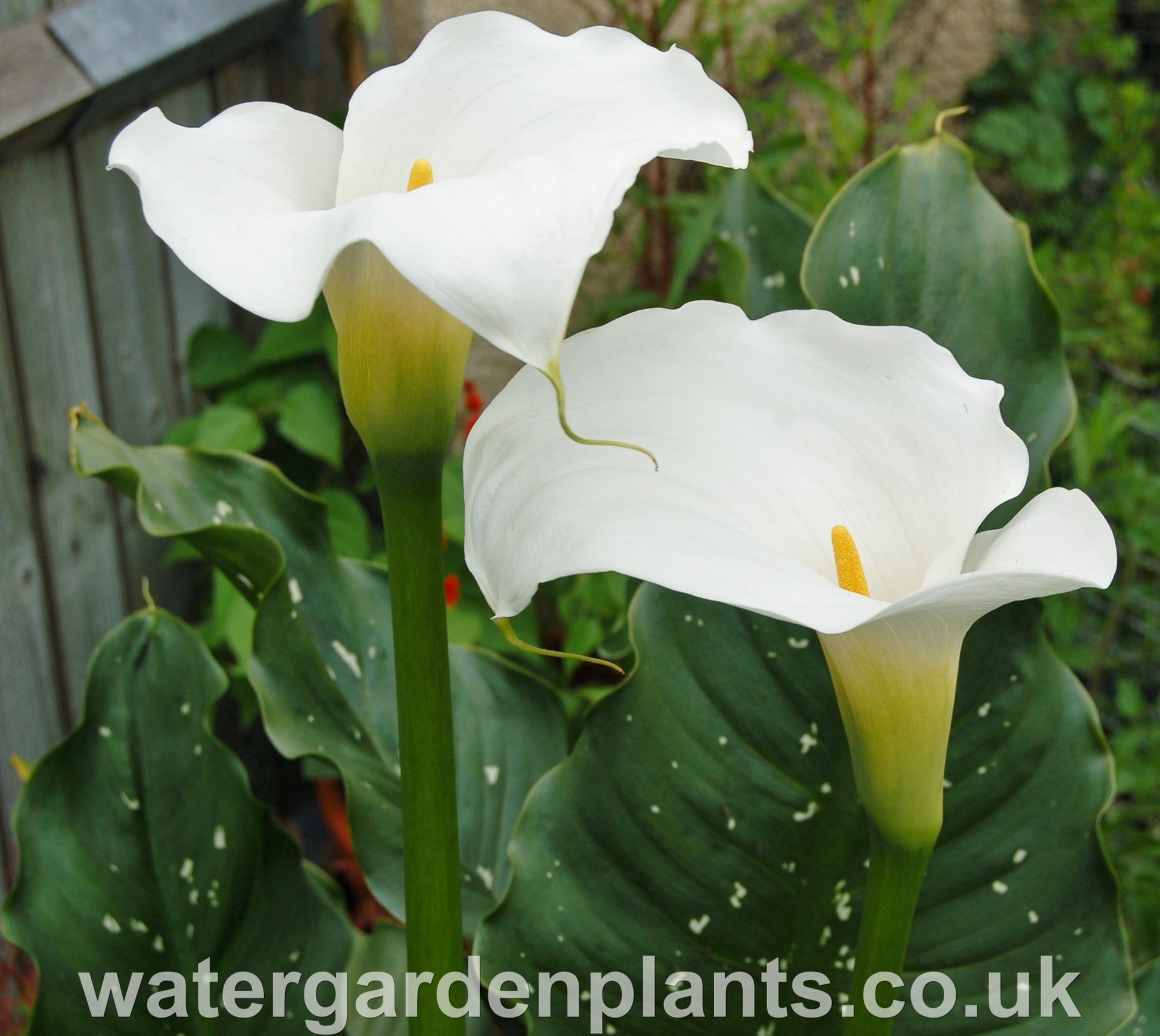 large white lily plant Zantedeschia 'White Giant'